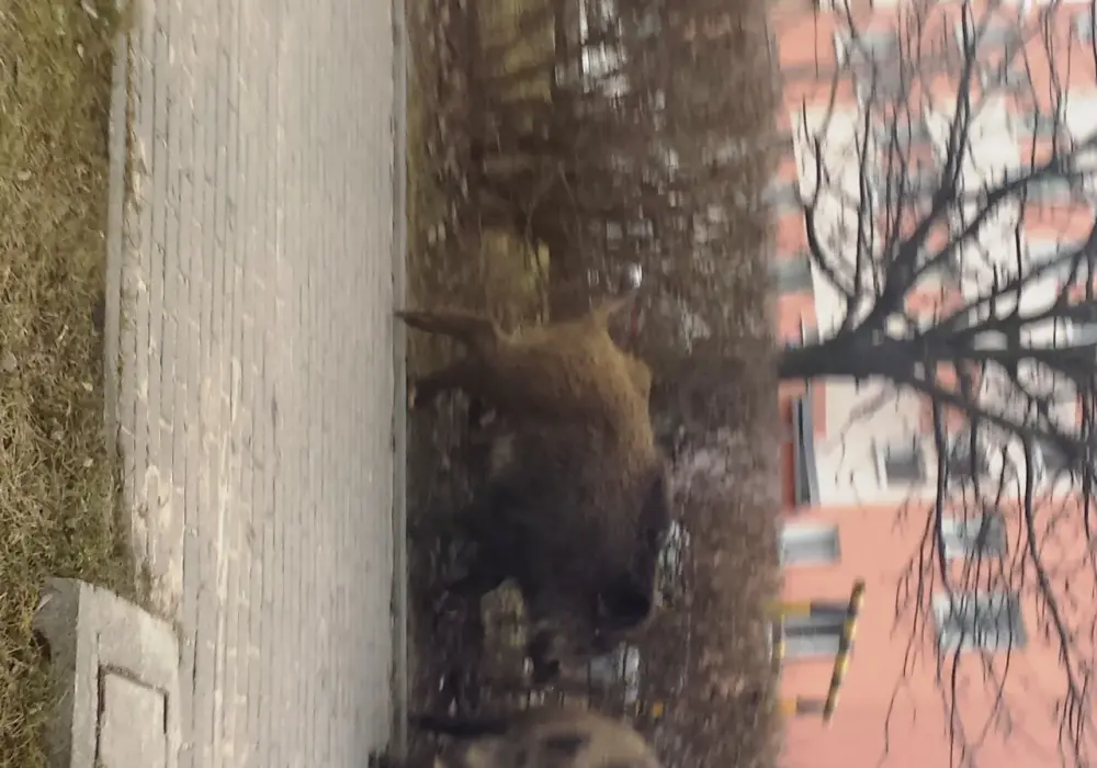 Jak bezpiecznie postępować z dzikami na osiedlu - ważne kroki