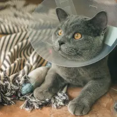 Czy kocur po kastracji znaczy teren? Odpowiedzi na twoje pytania