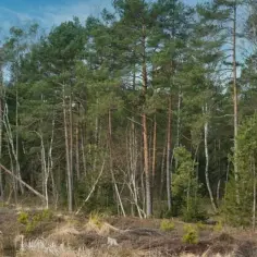 Czy działkę leśną można przekształcić na budowlaną? Oto co musisz wiedzieć
