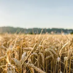 Jak wypełnić wniosek o wyrażenie zgody na zbycie nieruchomości rolnej bez błędów
