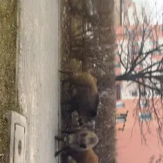 Jak bezpiecznie postępować z dzikami na osiedlu - ważne kroki