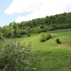 Zielone wzgórza i lasy, idealne na działki rolne. Ceny mogą być atrakcyjne.