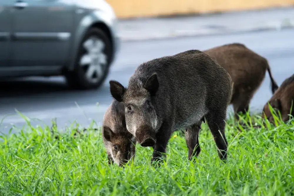 Zdjęcie Jak bezpiecznie postępować z dzikami na osiedlu - ważne kroki
