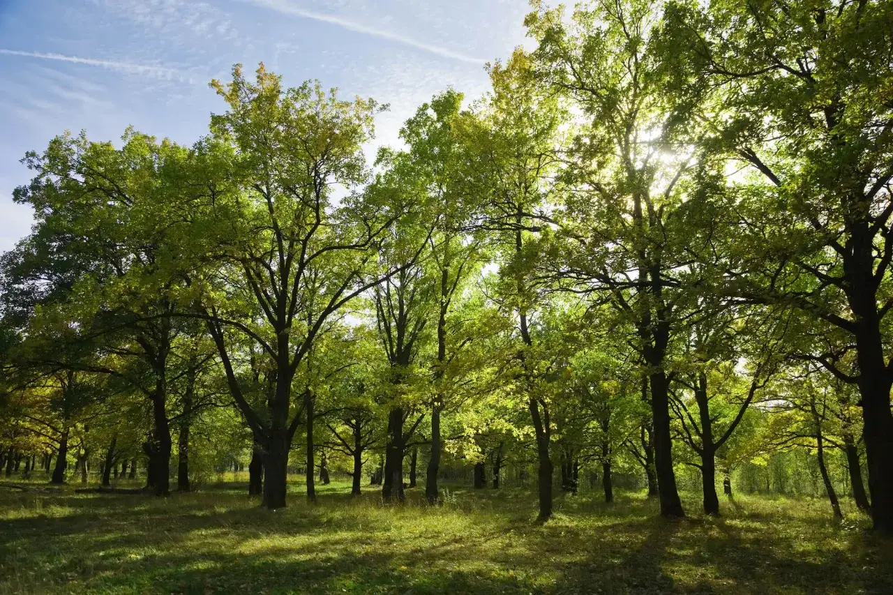 Słoneczny las, gdzie drzewa tworzą gęsty baldachim. Czy las można przekształcić na działkę budowlaną? Tu natura wciąż króluje.