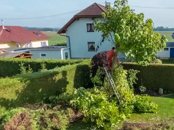 Zdjęcie Jak wysokie drzewa przy granicy działki? Poznaj przepisy i konsekwencje