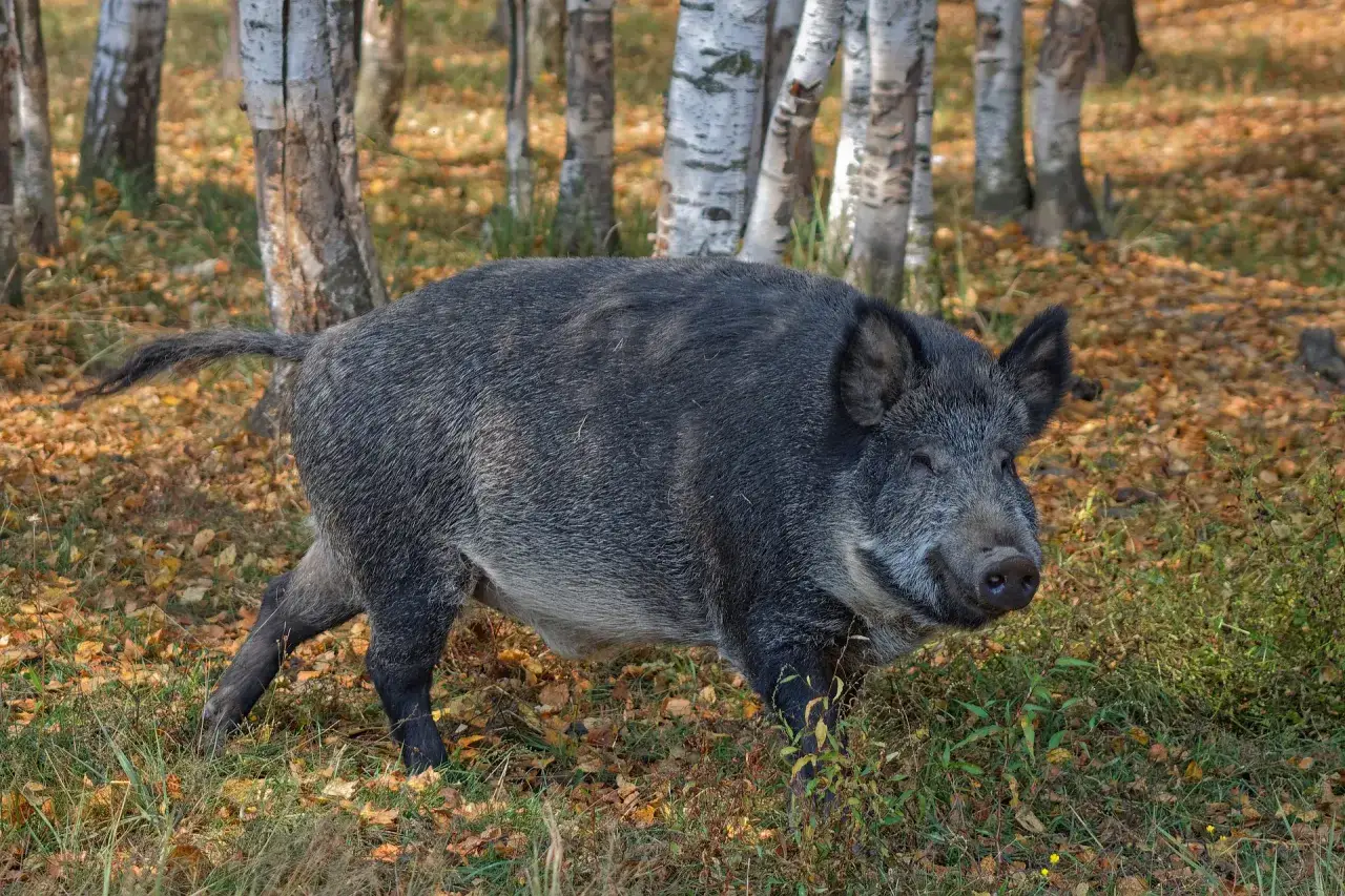 Zdjęcie Jak bezpiecznie postępować z dzikami na osiedlu - ważne kroki