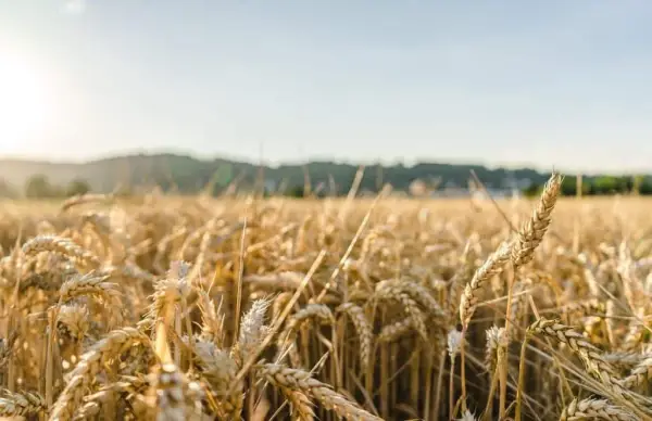 Jak wypełnić wniosek o wyrażenie zgody na zbycie nieruchomości rolnej bez błędów